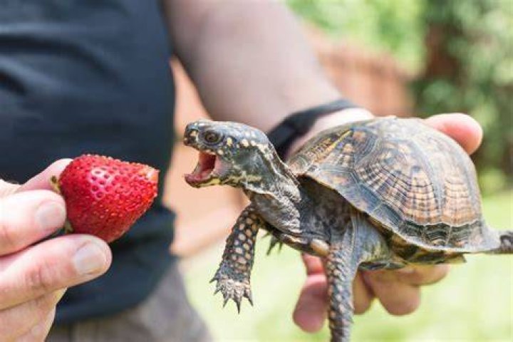 Can I feed my turtle strawberries?