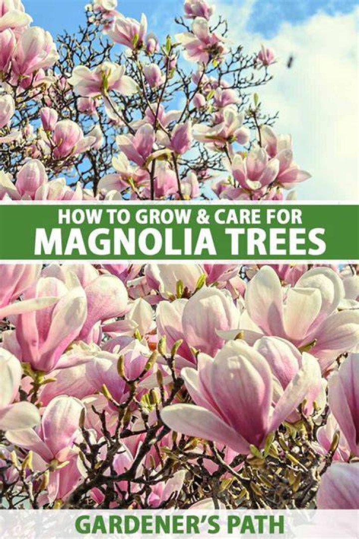 Can magnolia trees grow in Iowa?