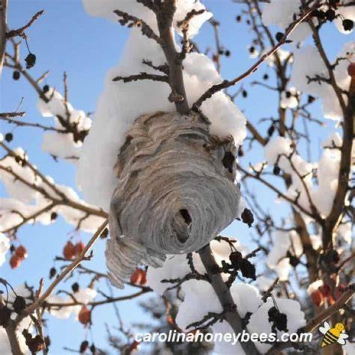 Do bees go dormant in cold weather?