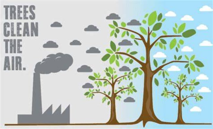 Do Christmas trees clean the air?