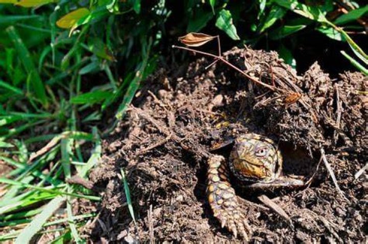 Do indoor turtles hibernate? | ContextResponse.com