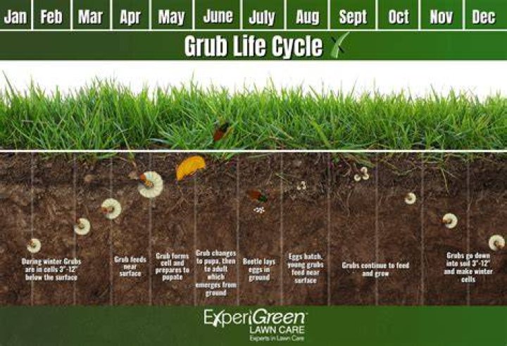 Do june bugs start as grubs?