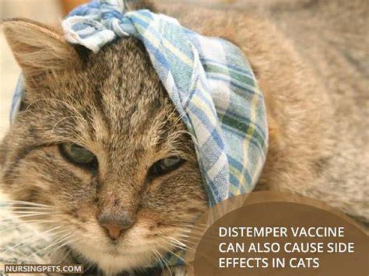 Does a distemper shot have side effects?