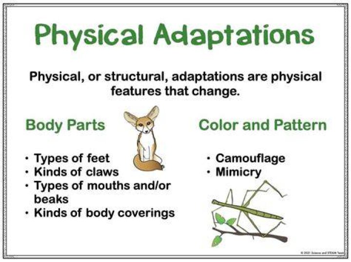 How do animals adapt to kids?