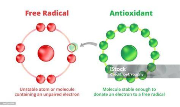How do antioxidants fight free radicals?