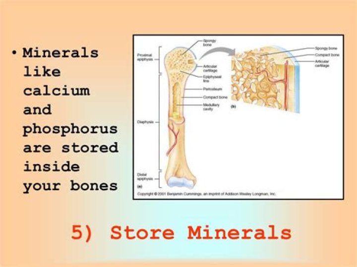 How do bones store minerals?