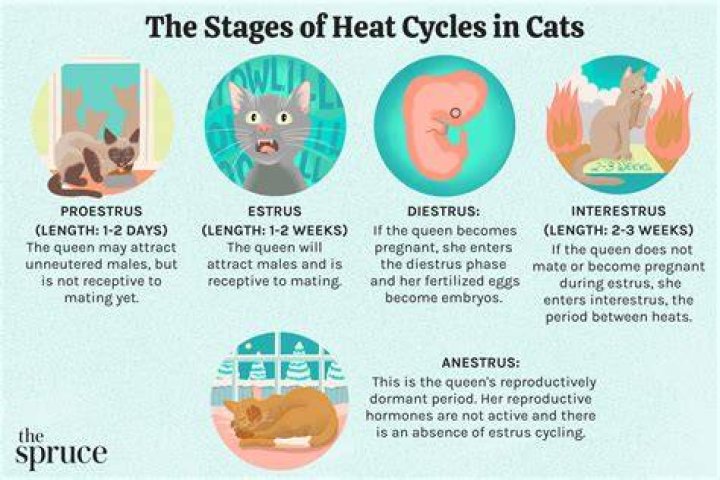 How do cats act when they're in heat?