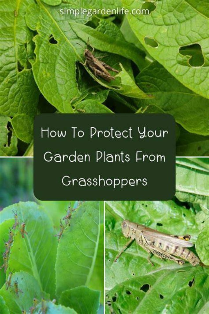 How do I protect my grasshoppers plants?