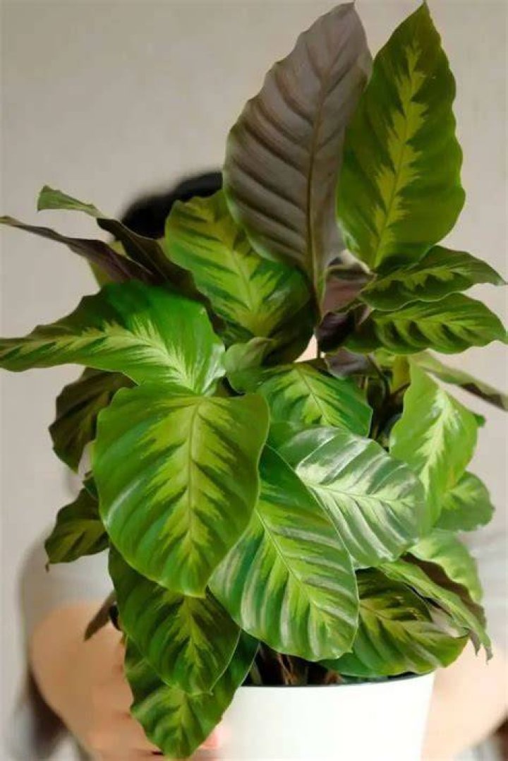 How do you care for Calathea Warscewiczii?