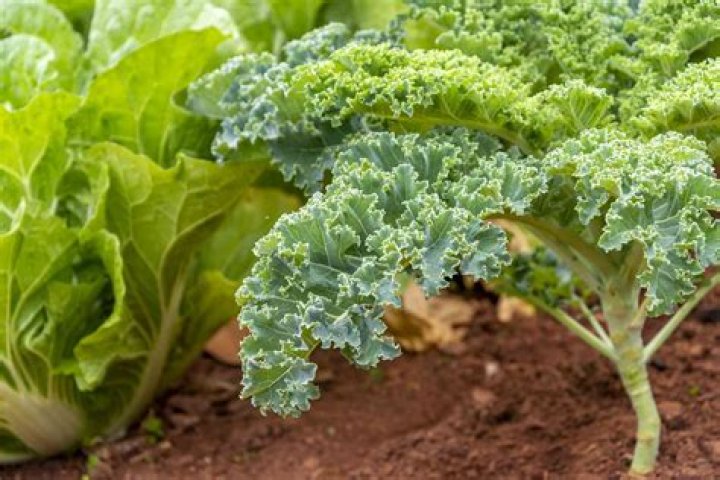 How do you care for kale plants?