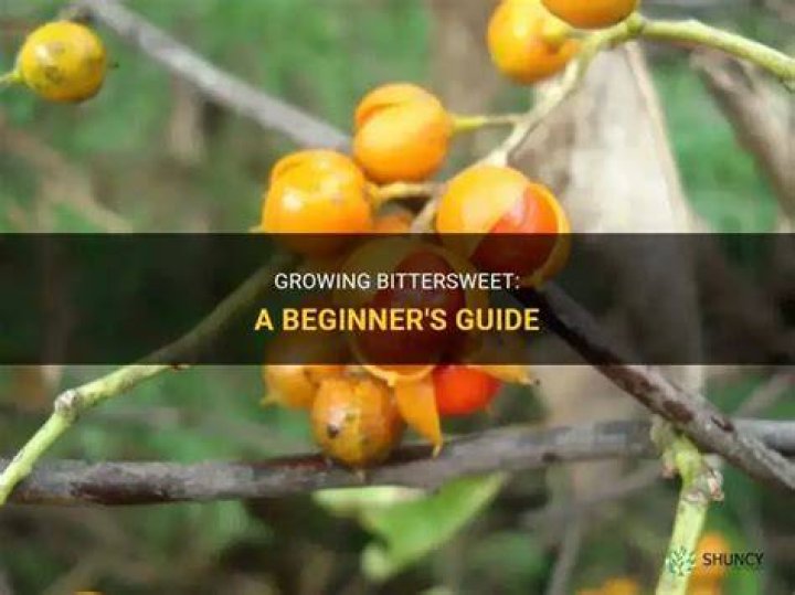 How do you harvest bittersweet?