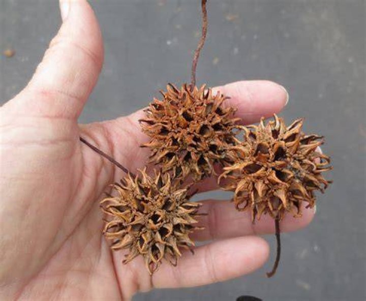 How do you remove sweet gum balls?