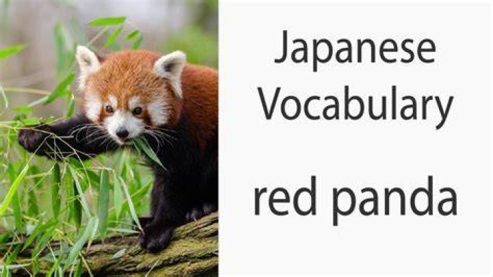 How do you say red panda in Japanese?
