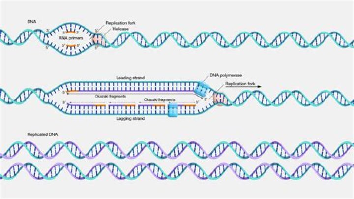How do you think DNA molecule makes a copy of itself?
