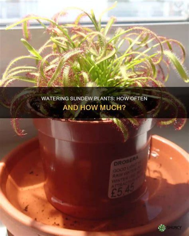How do you transplant a sundew?