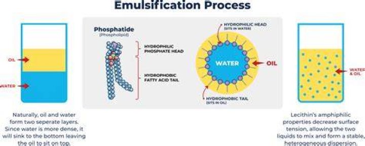 How does lecithin work as an emulsifier?