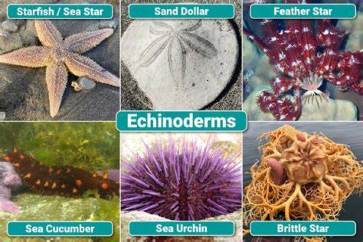 How many species are in the echinodermata phylum?