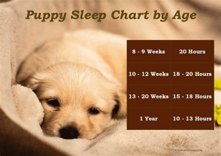 Is it normal for my new puppy to sleep a lot?