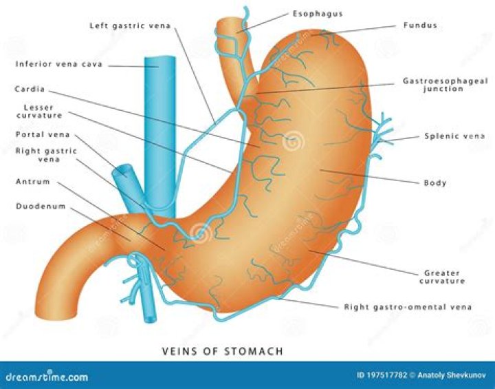 Is it normal to see veins on stomach?