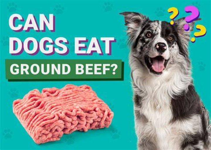 Is it safe for dogs to eat raw ground beef?