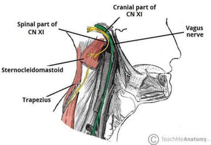 Is the spinal accessory nerve a cranial nerve?