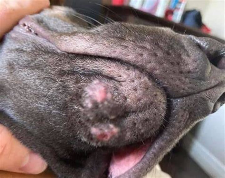What causes dog acne? | ContextResponse.com