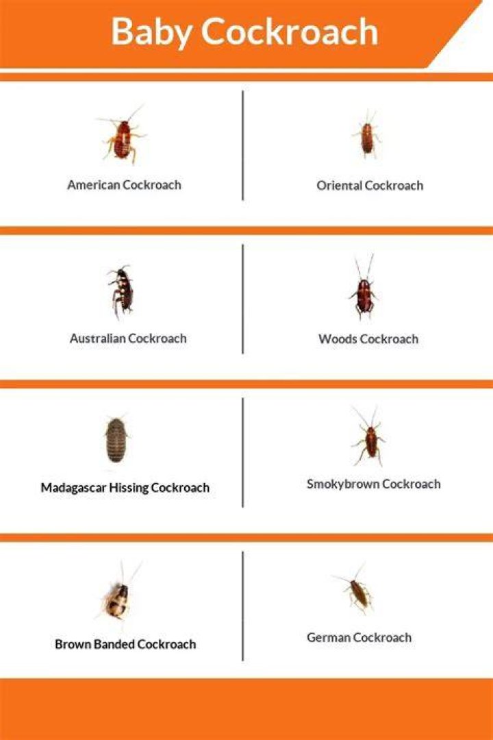 What do baby roaches look like?