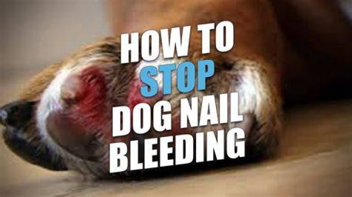 What do you put on a dog's nail to stop bleeding?
