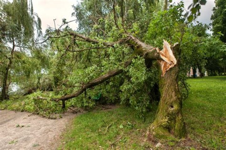 What do you say when a tree is falling?