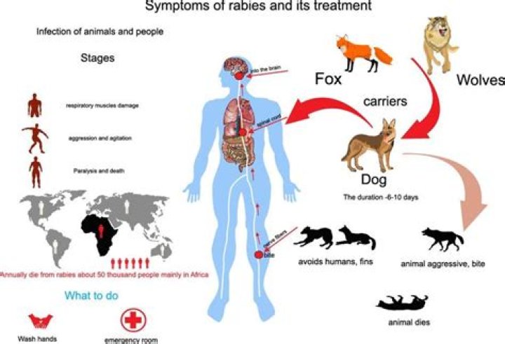 What happens when humans get rabies?