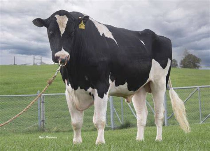 What is a dairy bull?