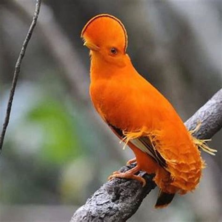 What is a orange bird called?