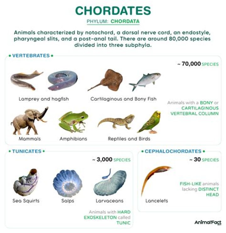 What is one characteristic that separates chordates from all other animals?
