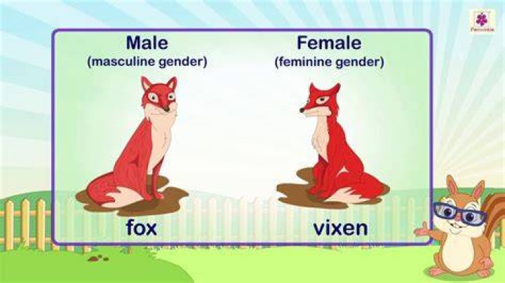 What is opposite gender of Fox?