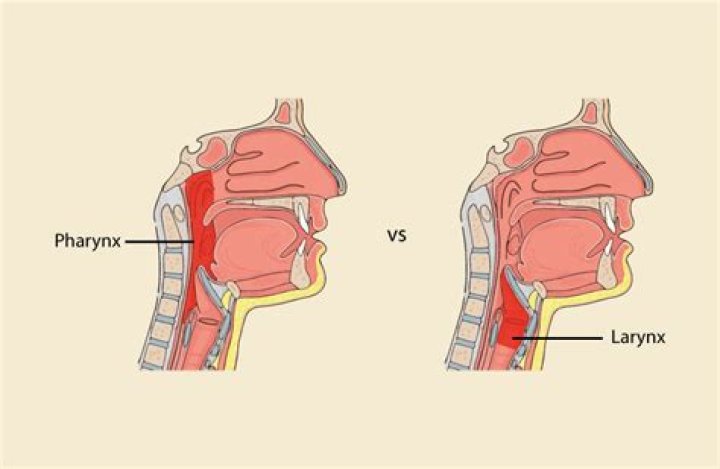 What is the difference between the larynx and the pharynx?