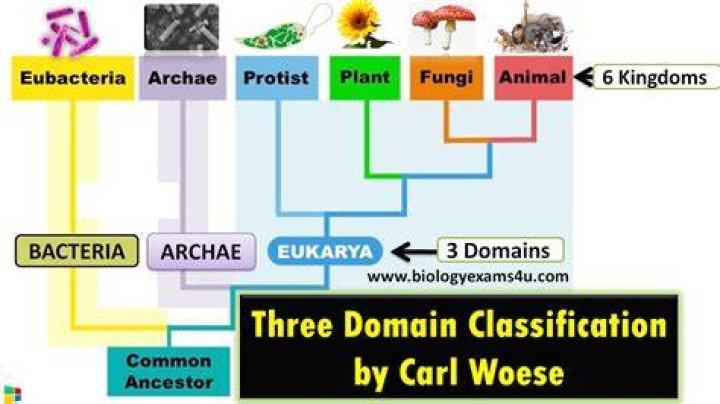 What is the domain classification?