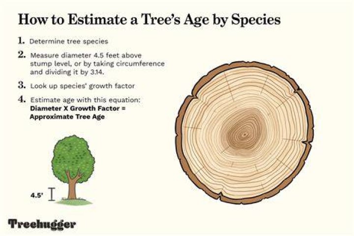 What is the maximum age of a tree?