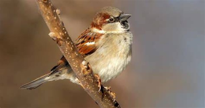 What is the sound of a sparrow called?
