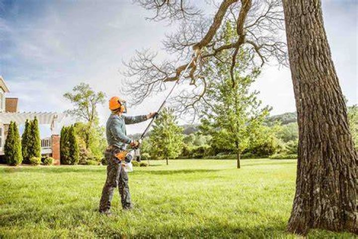What is trimming a tree?