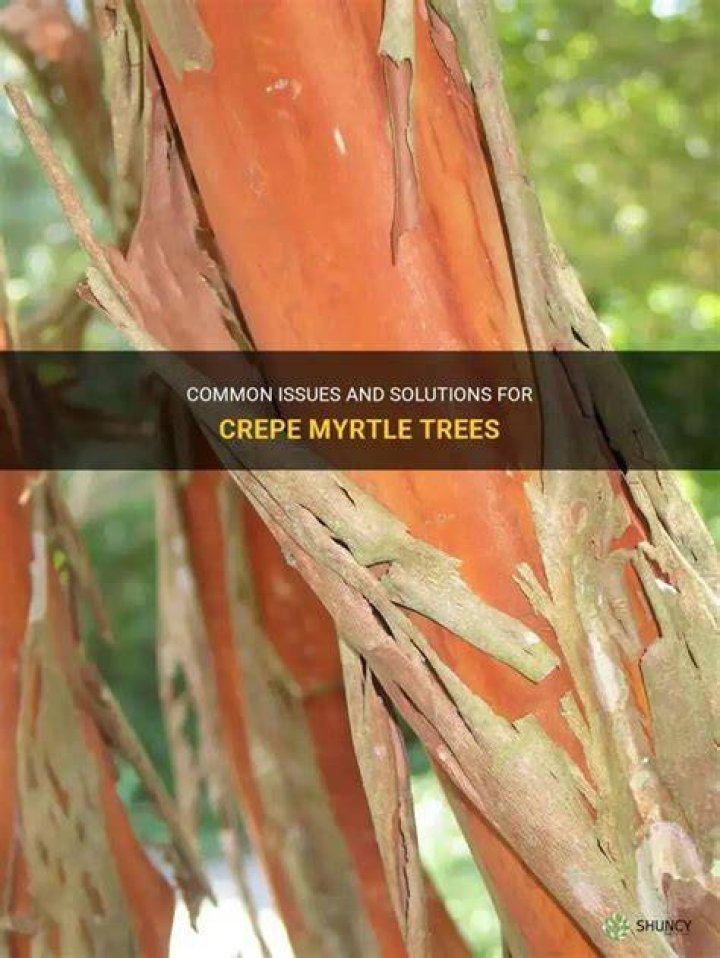 What is wrong with my crepe myrtle?