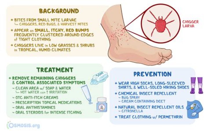 What kills chiggers on skin?