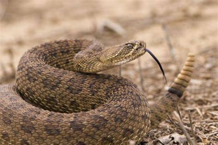 What kind of snakes have rattles?