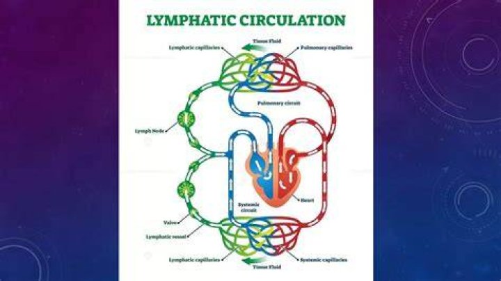 What moves the lymphatic system?