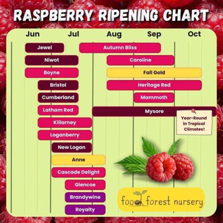 What season is best for raspberries?