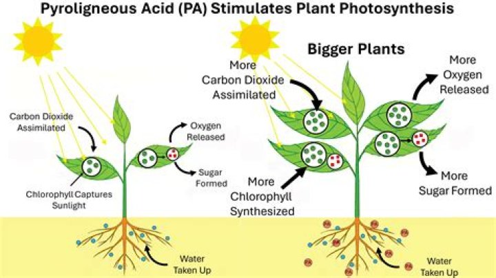 What stimulates plant growth? | ContextResponse.com