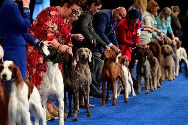 What time is the national dog show on?