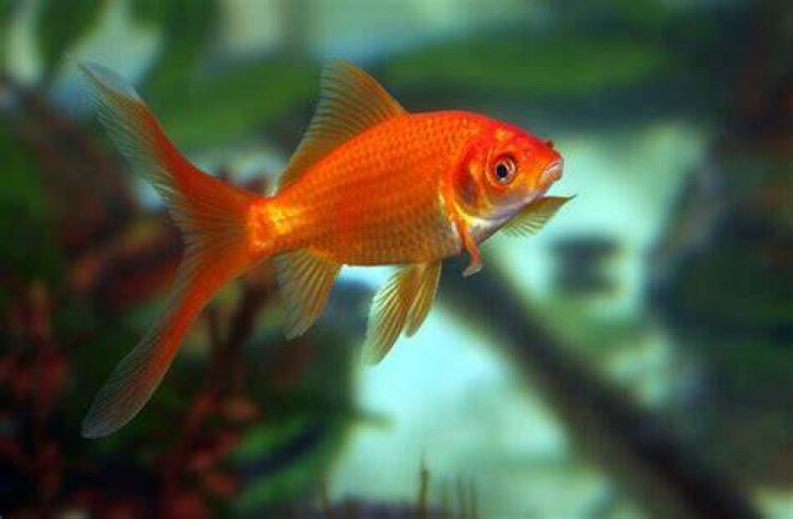 What type of water do goldfish live in?