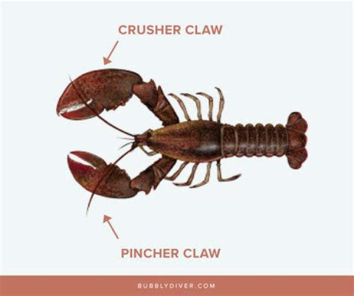 When a lobster regrow a claw What is it called?