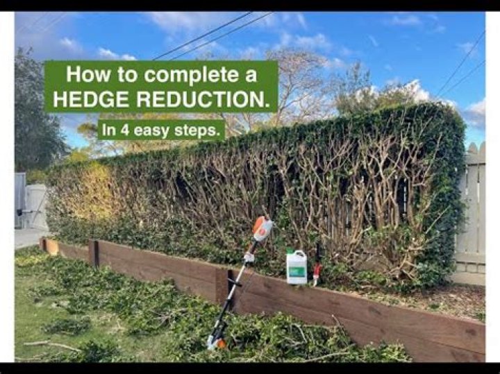 When should you cut yew hedges?