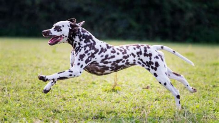 Where do Dalmatians come from?